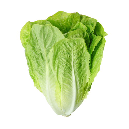 lettuce